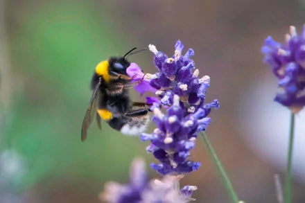 lavender Animal bee HD Desktop Wallpaper | Background Image