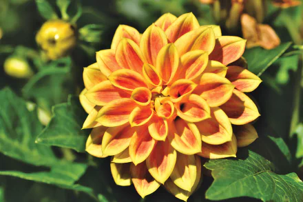 nature dahlia HD Desktop Wallpaper | Background Image