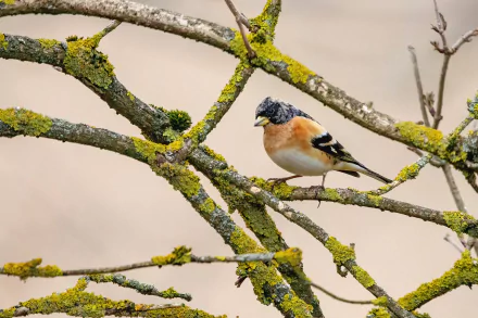  Brambling by hapr80