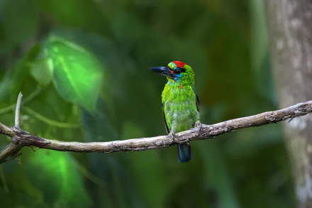 Red-Throated Barbet Animal Barbet HD Desktop Wallpaper | Background Image