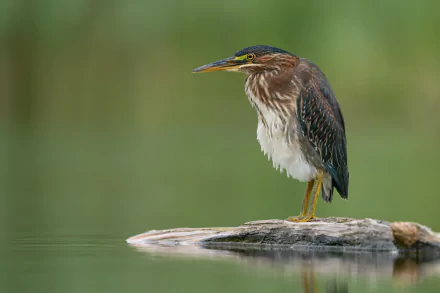 Animal heron HD Desktop Wallpaper | Background Image