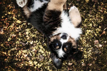 puppy Animal bernese mountain dog HD Desktop Wallpaper | Background Image
