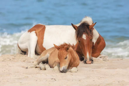foal Animal horse HD Desktop Wallpaper | Background Image