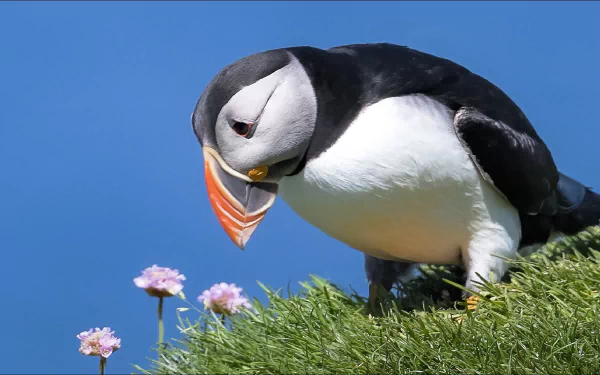 Animal puffin HD Desktop Wallpaper | Background Image