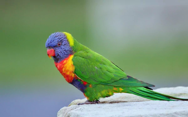 Animal rainbow lorikeet HD Desktop Wallpaper | Background Image