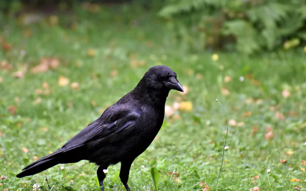 Animal crow HD Desktop Wallpaper | Background Image