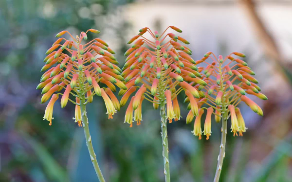 nature lily HD Desktop Wallpaper | Background Image