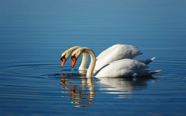 mute swan Animal swan HD Desktop Wallpaper | Background Image