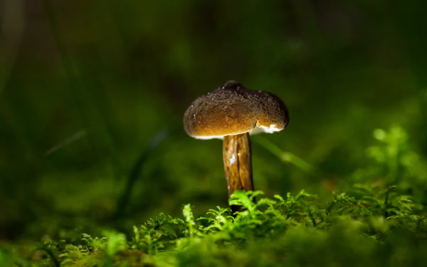 Close-up of a single mushroom glowing softly among green moss in a nature scene, captured in stunning 8K Ultra HD for a PC desktop wallpaper background.