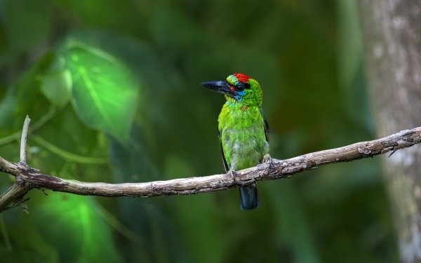 Animal Barbet Birds Red-Throated Barbet HD Wallpaper | Background Image