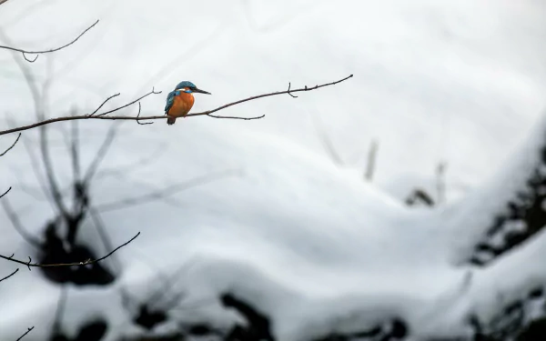 Animal kingfisher HD Desktop Wallpaper | Background Image