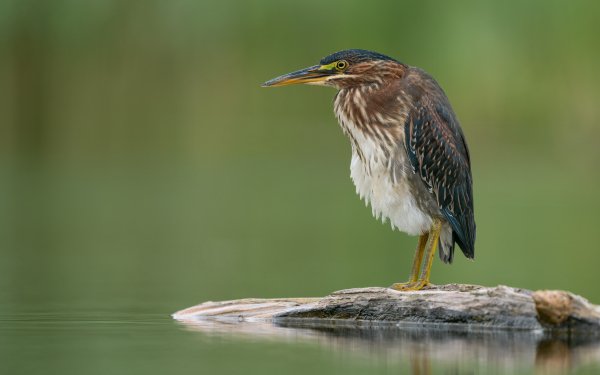 Animal Heron Birds Herons HD Wallpaper | Background Image