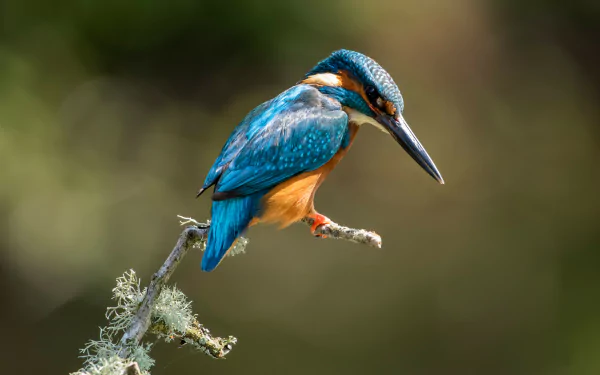 Animal kingfisher HD Desktop Wallpaper | Background Image