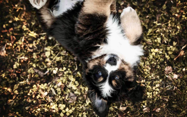 puppy Animal bernese mountain dog HD Desktop Wallpaper | Background Image