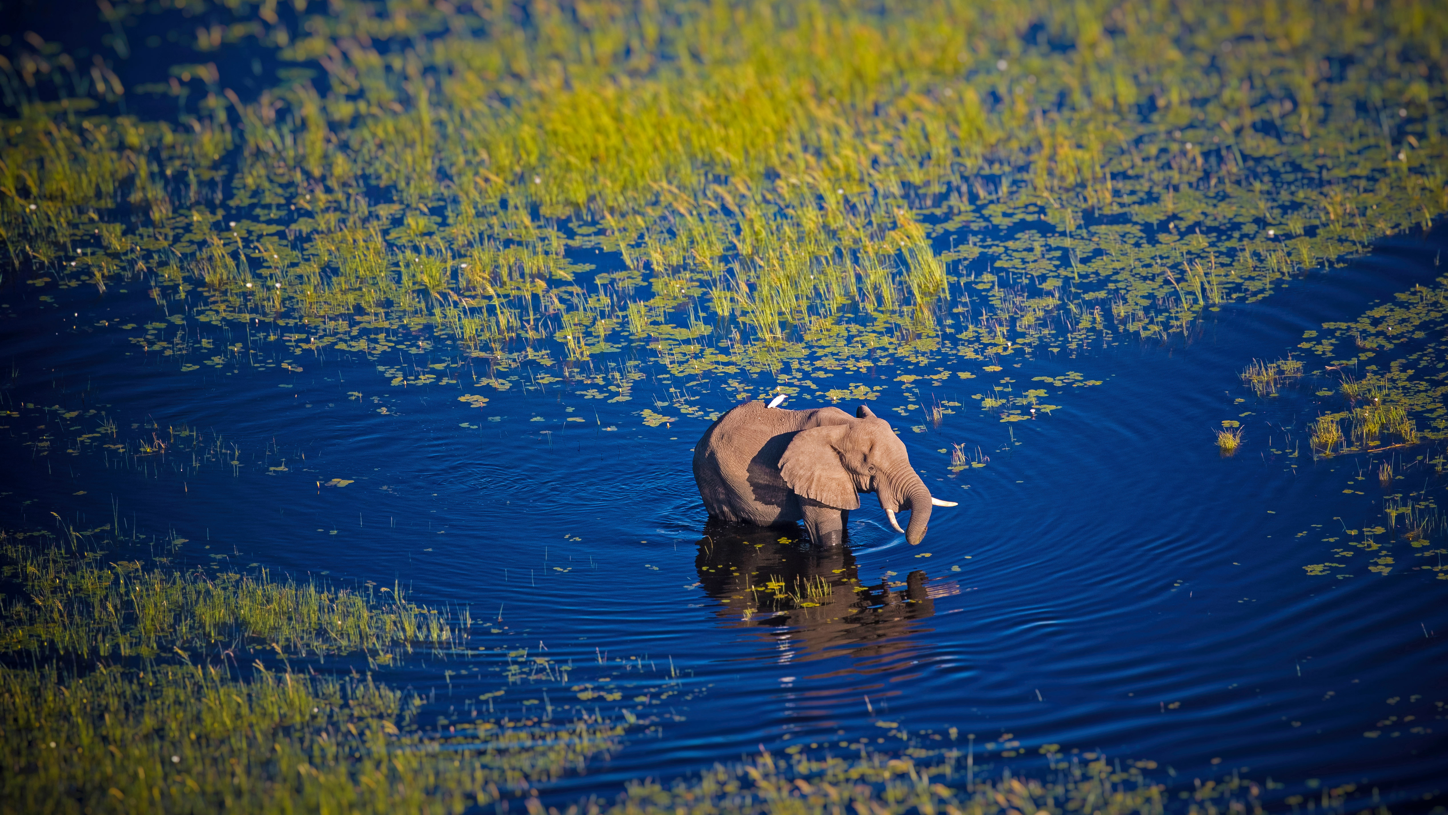 Elephant walking in the Okavango River, Botswana by Markus Pavlowsky