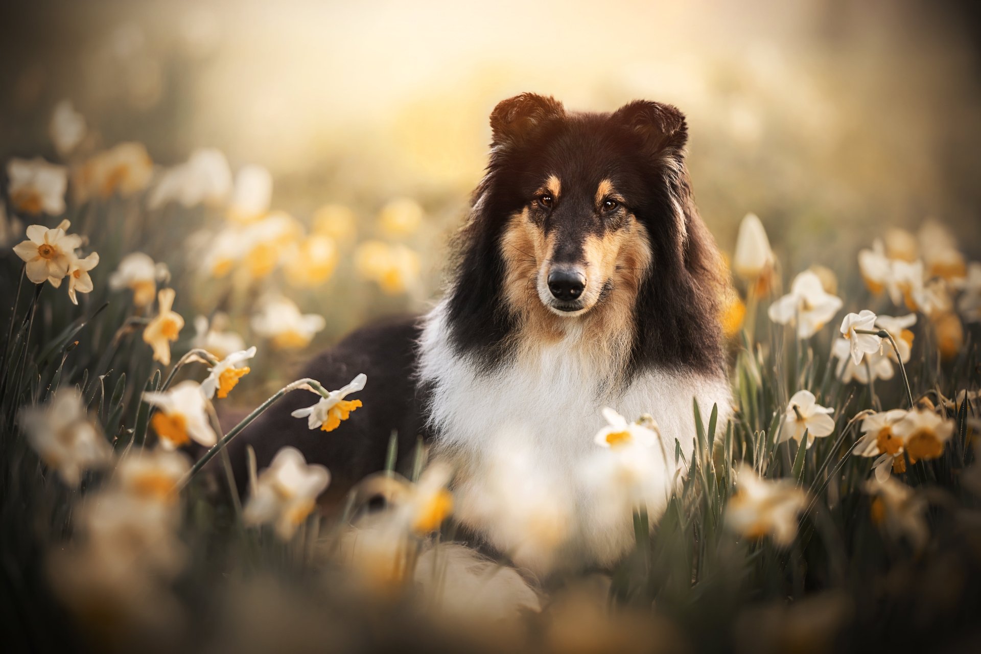 Download Animal Shetland Sheepdog 4k Ultra HD Wallpaper