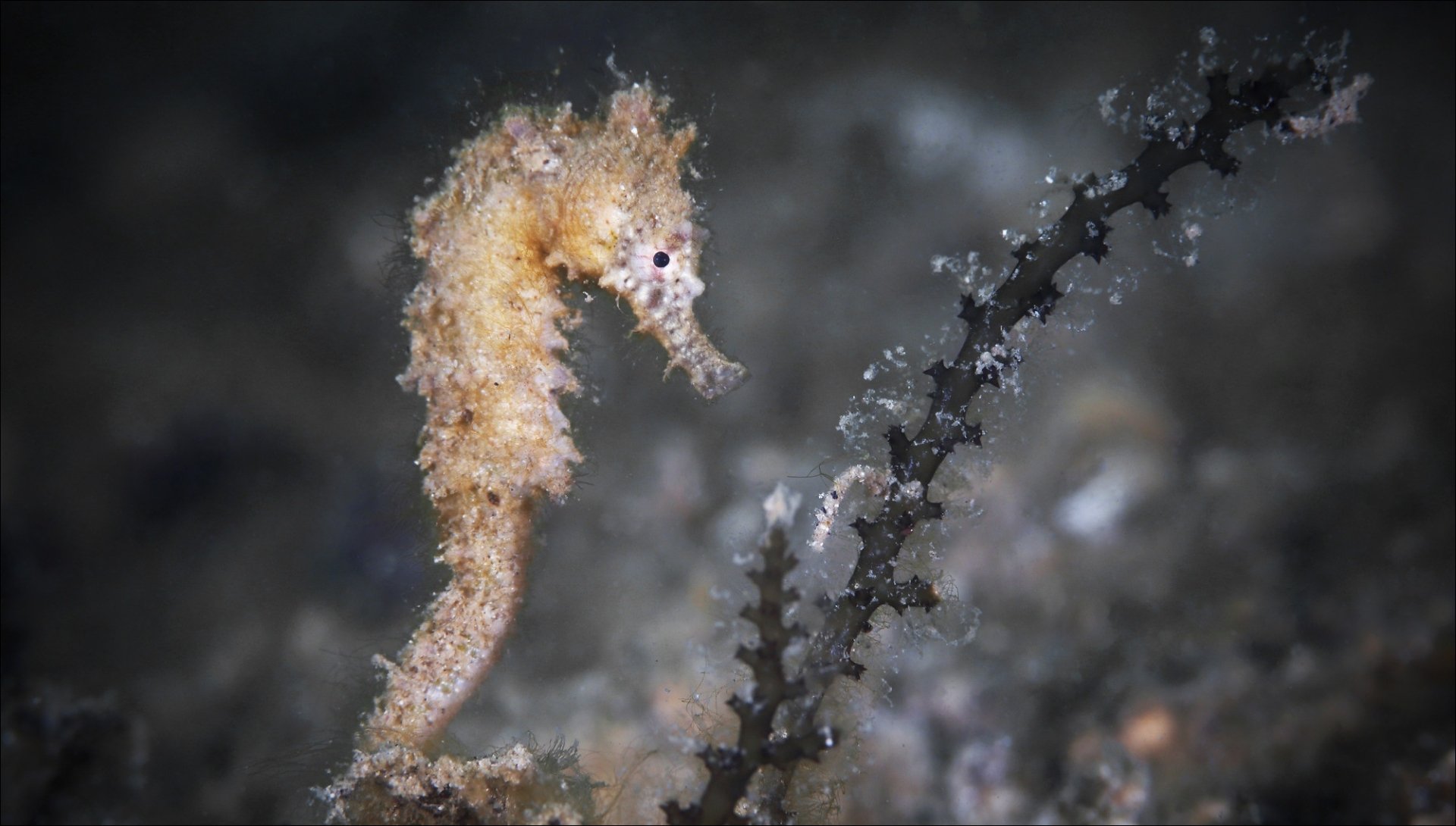 Download Animal Seahorse HD Wallpaper