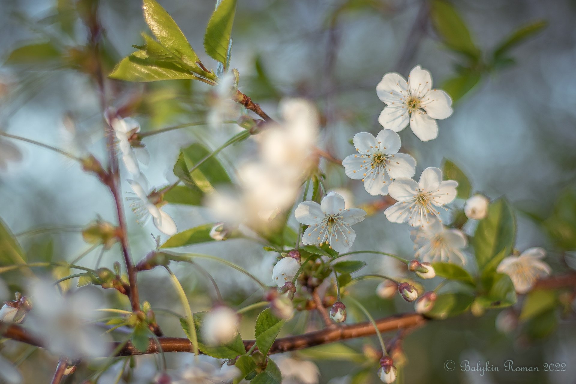 Download Nature Flower HD Wallpaper by Vergilius