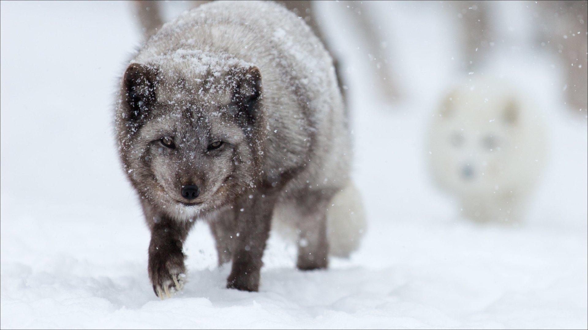 Download Animal Fox HD Wallpaper