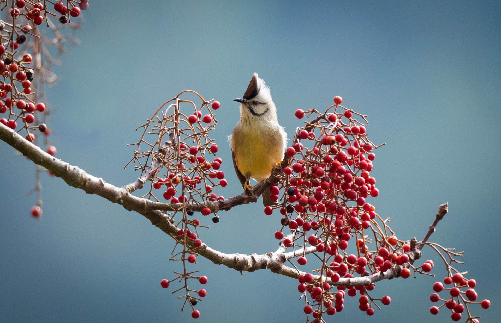 Download Taiwan Yuhina Animal Yuhina HD Wallpaper