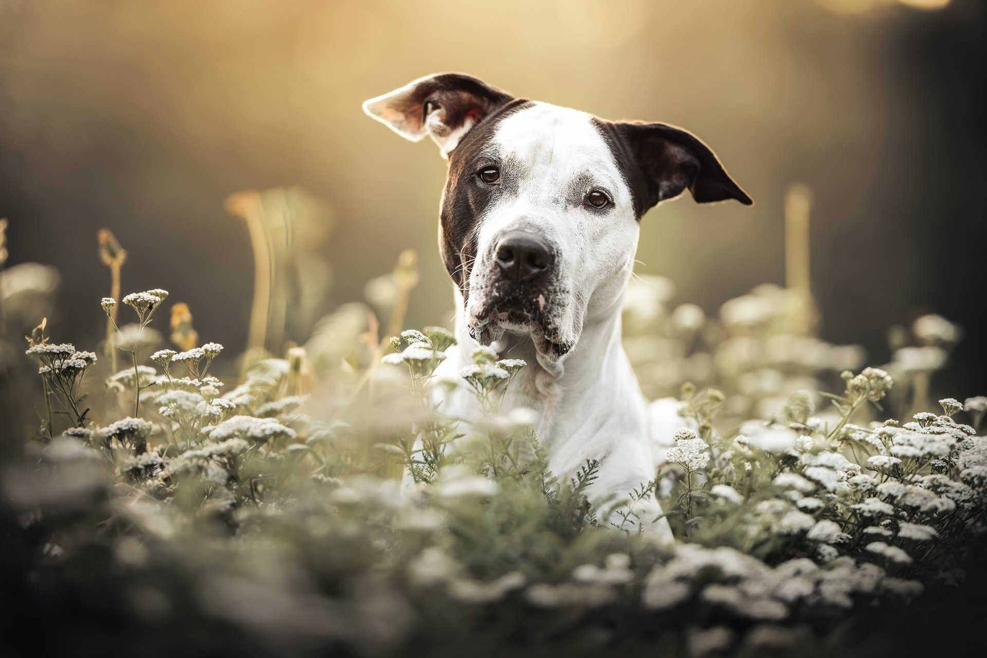 Download Animal Dog 4k Ultra HD Wallpaper