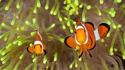 Animal clownfish HD Desktop Wallpaper | Background Image