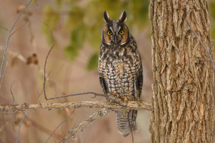 Long-eared owl perched on a branch by a tree trunk, detailed plumage and piercing yellow eyes; 4K Ultra HD PC desktop wallpaper/background featuring an animal owl.