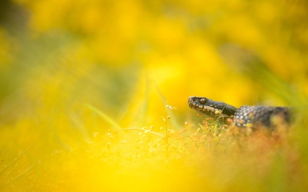 Animal Snake Reptiles Snakes HD Wallpaper | Background Image