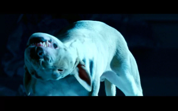 movie Unborn HD Desktop Wallpaper | Background Image