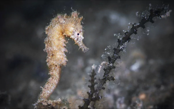 Animal seahorse HD Desktop Wallpaper | Background Image