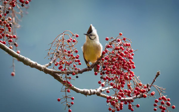 taiwan yuhina Animal Yuhina HD Desktop Wallpaper | Background Image