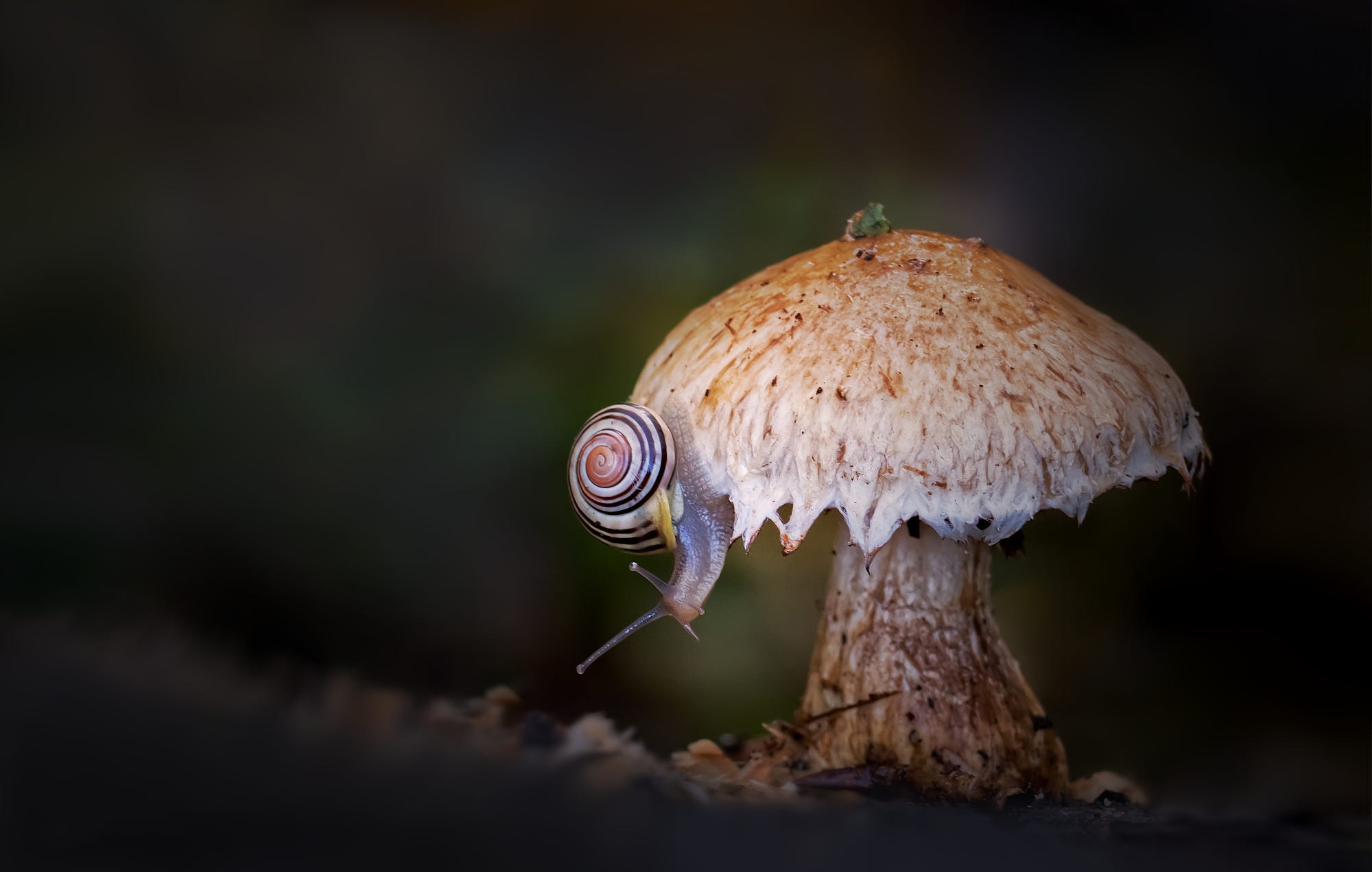 Nature Mushroom HD Wallpaper | Background Image