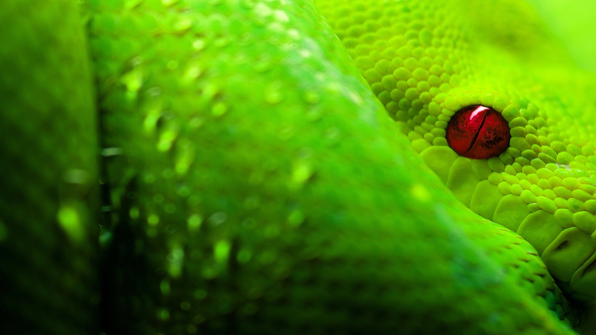 A mesmerizing green boa snake with captivating patterns slithering through its habitat.