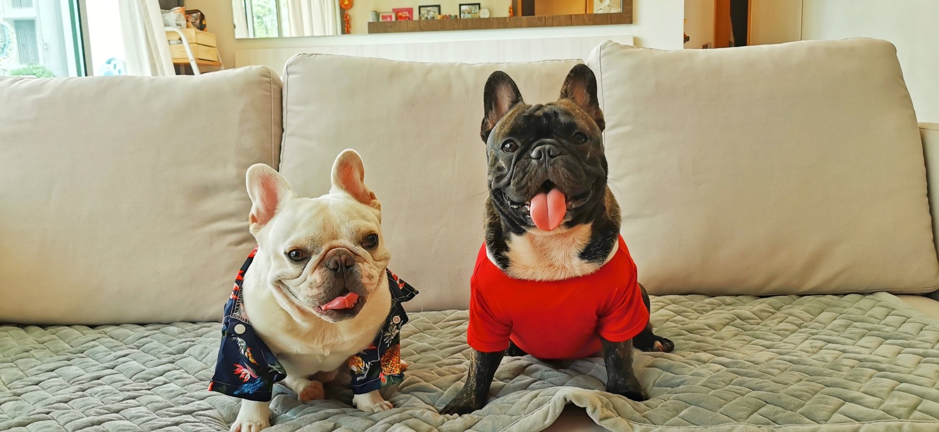 HD PC desktop wallpaper featuring two French Bulldogs sitting on a couch, one wearing a floral shirt and the other in a red shirt, both looking cheerful and alert.