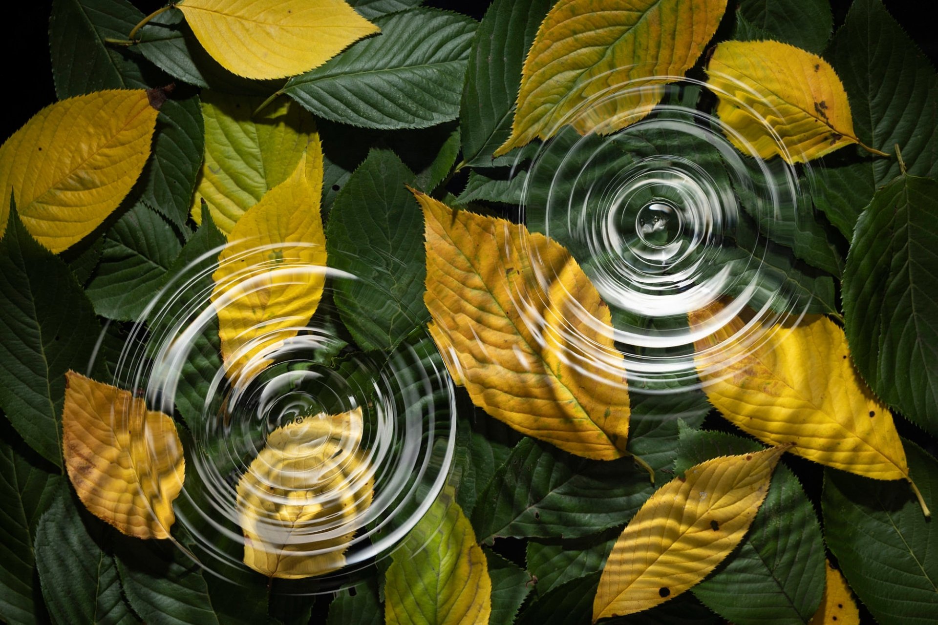 HD PC desktop wallpaper of overlapping green and yellow leaves with circular water ripples creating concentric reflections.