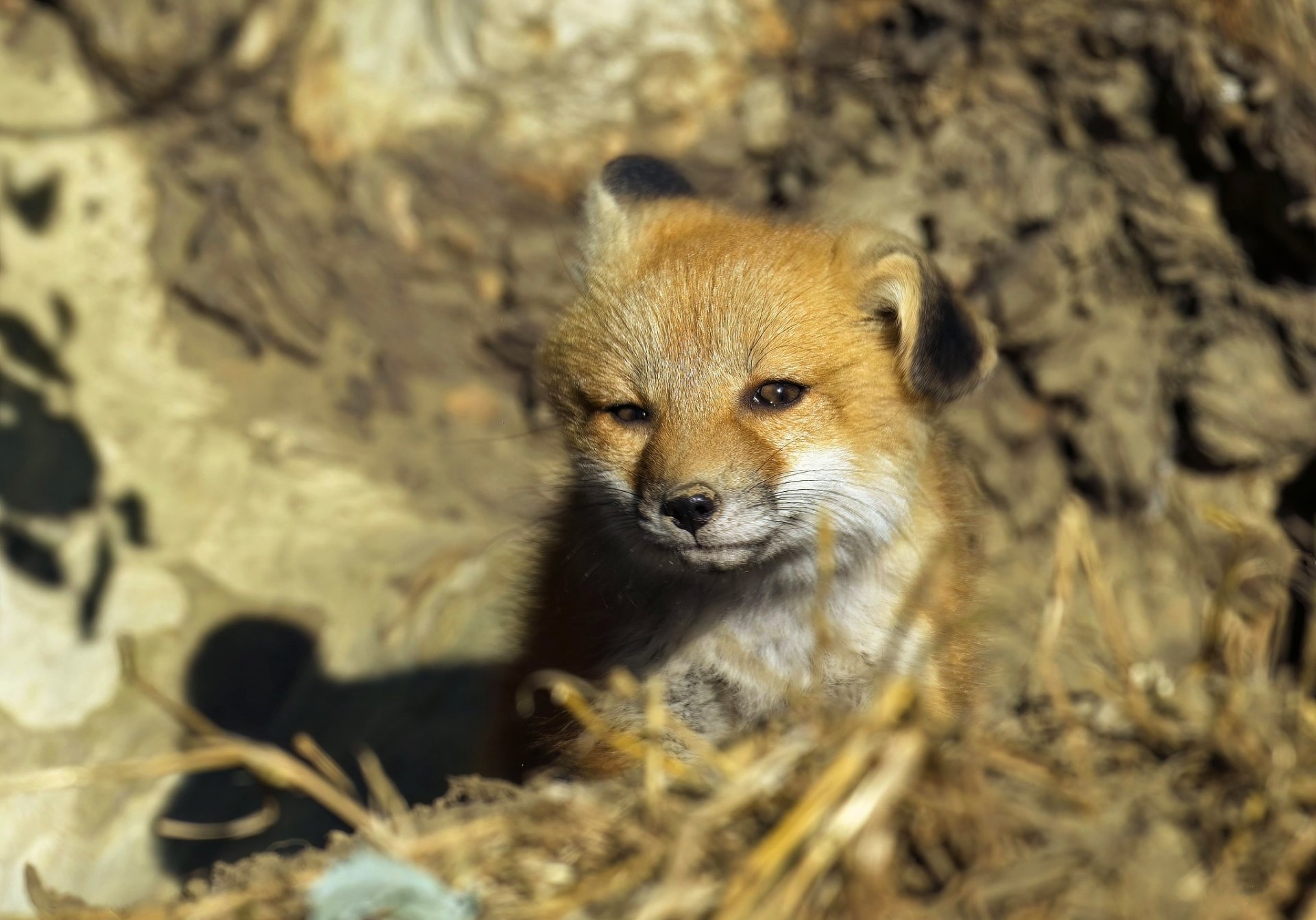 Download Animal Fox HD Wallpaper