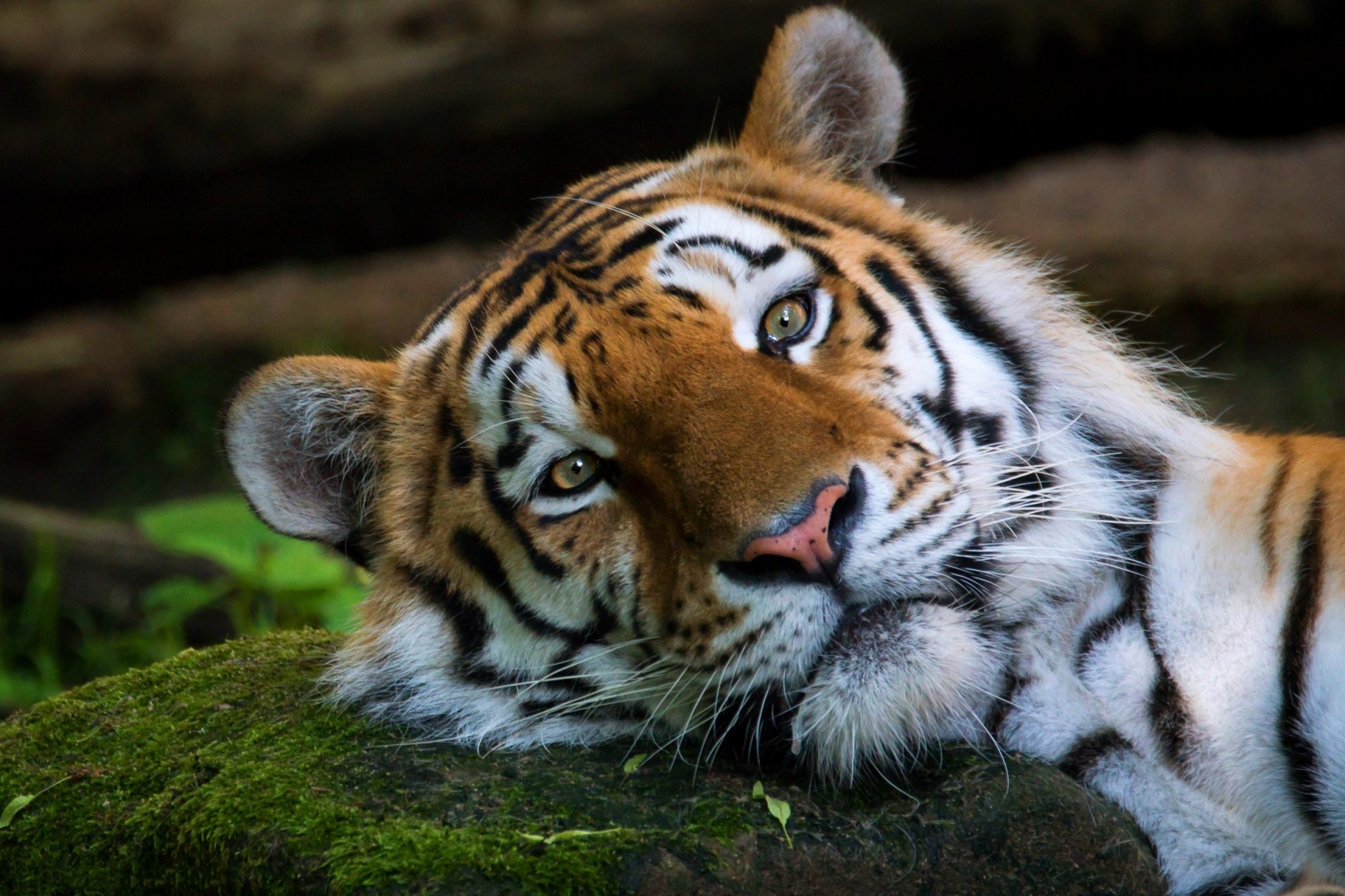 Majestic Tiger HD: Stunning Wildlife Wallpaper Showcase