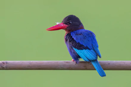 Vibrant blue-and-red kingfisher animal perched on a bamboo rail against a soft green backdrop — 4K Ultra HD PC desktop wallpaper and background.