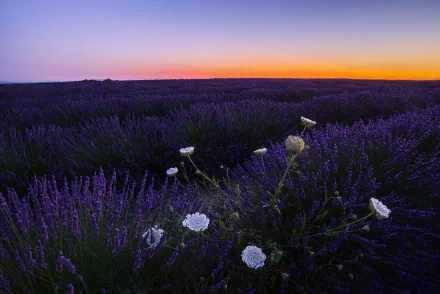 nature lavender HD Desktop Wallpaper | Background Image