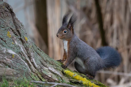 Animal squirrel HD Desktop Wallpaper | Background Image