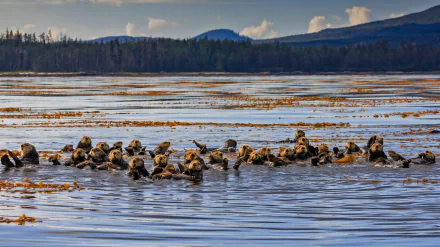  Raft of sea otters in Sitka Sound, near Sitka, Alaska by Robert Harding