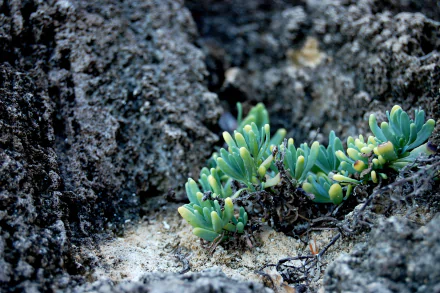 photography nature HD Desktop Wallpaper | Background Image