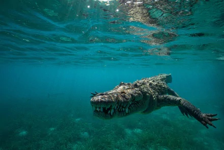 Animal crocodile HD Desktop Wallpaper | Background Image
