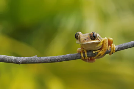 Animal frog HD Desktop Wallpaper | Background Image