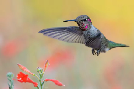 Animal hummingbird HD Desktop Wallpaper | Background Image