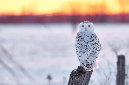 HD PC desktop wallpaper and background: snowy owl (animal) perched on a post over a snow-covered field at sunset, bright yellow eyes and white-speckled plumage.