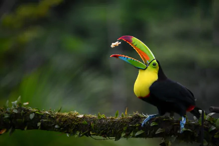 Animal toucan HD Desktop Wallpaper | Background Image
