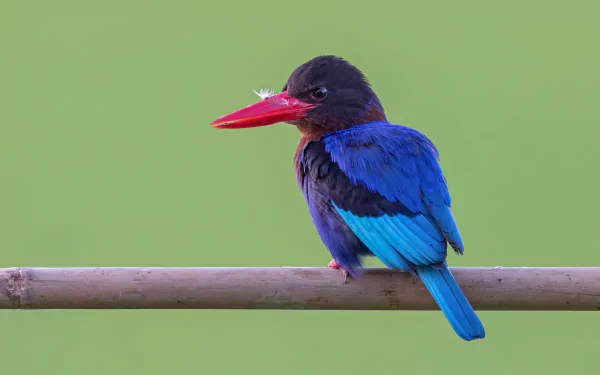 Vibrant blue-and-red kingfisher animal perched on a bamboo rail against a soft green backdrop — 4K Ultra HD PC desktop wallpaper and background.