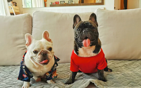 HD PC desktop wallpaper featuring two French Bulldogs sitting on a couch, one wearing a floral shirt and the other in a red shirt, both looking cheerful and alert.