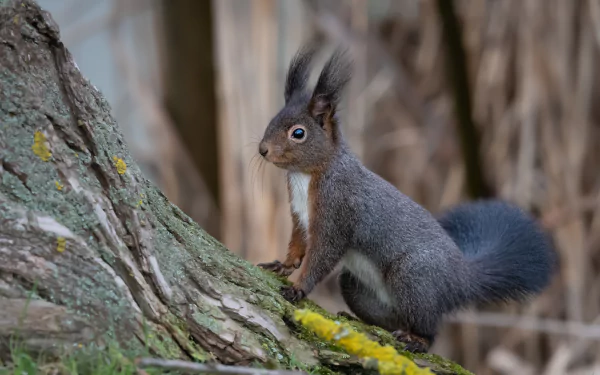 Animal squirrel HD Desktop Wallpaper | Background Image